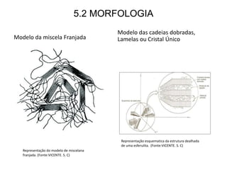 5.2 MORFOLOGIA
Modelo da miscela Franjada
Modelo das cadeias dobradas,
Lamelas ou Cristal Único
Representação do modelo de miscelana
franjada. (Fonte:VICENTE. S. C)
Representação esquematica da estrutura dealhada
de uma esferulita. (Fonte:VICENTE. S. C)
 