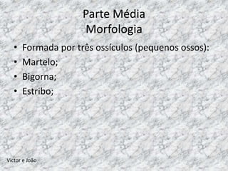 Parte Média
                     Morfologia
   •   Formada por três ossículos (pequenos ossos):
   •   Martelo;
   •   Bigorna;
   •   Estribo;




Victor e João
 