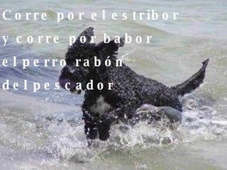 Corre por el estribor y corre por babor el perro rabón  del pescador 