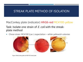 STREAK PLATE METHOD OF ISOLATION
MacConkey plate (indicator) HfrG6-red MC4100-yellow
Task: Isolate one strain of E. coli with the streak-
plate method
 Chose strain: MC4100 (Lac-) expectation – white-yellowish colonies
Figure 3:MacConkey plate and MC4100 streak plate
 