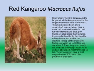 Red Kangaroo Macropus Rufus
              •   Description: The Red Kangaroo is the
                  largest of all the kangaroos and is the
                  largest mammal native to Australia.
                  They have pointed ears and a
                  squared off muzzle. Males have a
                  more red brown coloration in their
                  fur while females are blue gray.
                  Males are also larger than females.
                  Its muscular hind limbs function like
                  rubber bands and enable this
                  creature to leap 30ft horizontally.
                  Males can weigh up to 300 lbs and
                  are about 9.8 feet long from head to
                  tail. Females only weigh about 77 lbs
                  and are about d3.6 feet from head to
                  tail. These kangaroos have a field
                  range vision of 300ͦ due to the
                  position of their eyes.
 