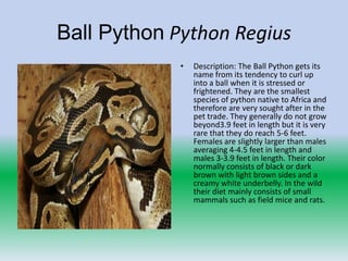 Ball Python Python Regius
             •   Description: The Ball Python gets its
                 name from its tendency to curl up
                 into a ball when it is stressed or
                 frightened. They are the smallest
                 species of python native to Africa and
                 therefore are very sought after in the
                 pet trade. They generally do not grow
                 beyond3.9 feet in length but it is very
                 rare that they do reach 5-6 feet.
                 Females are slightly larger than males
                 averaging 4-4.5 feet in length and
                 males 3-3.9 feet in length. Their color
                 normally consists of black or dark
                 brown with light brown sides and a
                 creamy white underbelly. In the wild
                 their diet mainly consists of small
                 mammals such as field mice and rats.
 