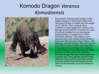 Komodo Dragon Varanus
    Komodoensis
           •   Description: The Komodo Dragon is the
               largest species of lizard alive today that
               can grow 9.8 feet in length and can weigh
               up to 150 lbs. Their unusual size is
               credited to island gigantism, which is the
               biological phenomenon in which the sizes
               of animals isolated on an island grow
               exponentially in comparison to their
               mainland relatives. This makes sense
               because they only inhabit small islands in
               Indonesia like Komodo, Rinca, Flores, Gili
               Motang, and Gili Dasami. The main part of
               their diet consists of deer, but they eat a
               broad spectrum or things from birds to
               invertebrates. A recent discovery in 2009
               found in an MRI scan of the skull the
               Komodo Dragon has two venom glands in
               its lower jaw. These glands contain many
               different toxic proteins and disprove the
               previous notion that the bacteria in the
               saliva of the Komodo cause the death its
               victims.
 