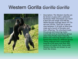 Western Gorilla Gorilla Gorilla
                •   Description: The Western Gorilla can
                    be brown or gray with a yellowish
                    forehead. Male silverbacks can reach
                    6 feet tall and weigh 310-440 lbs.
                    While females average about 4 ft 7in
                    tall and 220 lbs. They live in group
                    sizes between 2-20 with at least one
                    male and a bunch of females and
                    their offspring. The silverback leads
                    the group and maturing males
                    eventually end up leaving the group
                    when they finally reach maturity.
                    Before the maturing females start to
                    breed they move to a different group.
                    These creatures live a surprisingly
                    long life of 40 years and their diet
                    consists of mainly fruit. Some wild
                    Western Gorillas are known to use
                    tools like straws.
 