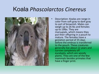Koala Phascolarctos Cinereus
              • Description: Koalas are range in
                color from soft gray to dark gray
                to sort of brownish. Males can
                weigh up to 26 lbs and females
                up to 19lbs. They are
                marsupials, which means they
                put their offspring in a pouch to
                mature. The females have a
                gestation period of 35 days
                before the embryo is transferred
                to the pouch. These creatures
                generally live about 12 years and
                survive completely off
                eucalypts, which are woody
                plants. They are one of the few
                mammals besides primates that
                have a finger print.
 