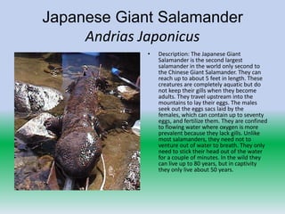 Japanese Giant Salamander
     Andrias Japonicus
             •   Description: The Japanese Giant
                 Salamander is the second largest
                 salamander in the world only second to
                 the Chinese Giant Salamander. They can
                 reach up to about 5 feet in length. These
                 creatures are completely aquatic but do
                 not keep their gills when they become
                 adults. They travel upstream into the
                 mountains to lay their eggs. The males
                 seek out the eggs sacs laid by the
                 females, which can contain up to seventy
                 eggs, and fertilize them. They are confined
                 to flowing water where oxygen is more
                 prevalent because they lack gills. Unlike
                 most salamanders, they need not to
                 venture out of water to breath. They only
                 need to stick their head out of the water
                 for a couple of minutes. In the wild they
                 can live up to 80 years, but in captivity
                 they only live about 50 years.
 