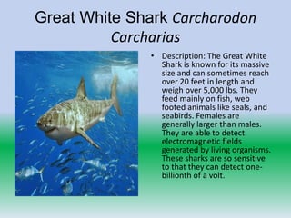 Great White Shark Carcharodon
          Carcharias
               • Description: The Great White
                 Shark is known for its massive
                 size and can sometimes reach
                 over 20 feet in length and
                 weigh over 5,000 lbs. They
                 feed mainly on fish, web
                 footed animals like seals, and
                 seabirds. Females are
                 generally larger than males.
                 They are able to detect
                 electromagnetic fields
                 generated by living organisms.
                 These sharks are so sensitive
                 to that they can detect one-
                 billionth of a volt.
 