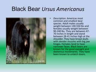 Black Bear Ursus Americanus
              • Description: Americas most
                common and smallest bear
                species. Adult males usually
                weight between 130-550 lbs and
                females usually weight between
                90-240 lbs. They are between 47-
                70 inches in length and stand
                between 28-41 inches high at the
                shoulder. They have broad skulls
                with slender muzzles with big jaw
                hinges. Females tend to have
                narrower faces. Black bears are
                known for the good eyesight and
                dexterous movements. They have
                been known to unlatch doors.
 