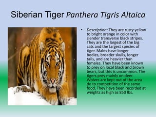 Siberian Tiger Panthera Tigris Altaica
                   • Description: They are rusty yellow
                     to bright orange in color with
                     slender transverse black stripes.
                     They are the largest of the big
                     cats and the largest species of
                     tiger. Males have longer
                     bodies, broader skulls, longer
                     tails, and are heavier than
                     females. They have been known
                     to prey on local black and brown
                     bears, but this is uncommon. The
                     tigers prey mainly on deer.
                     Wolves are kept out of the area
                     do to competition of the same
                     food. They have been recorded at
                     weights as high as 850 lbs.
 