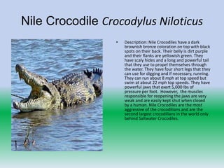 Nile Crocodile Crocodylus Niloticus
                  •   Description: Nile Crocodiles have a dark
                      brownish bronze coloration on top with black
                      spots on their back. Their belly is dirt purple
                      and their flanks are yellowish green. They
                      have scaly hides and a long and powerful tail
                      that they use to propel themselves through
                      the water. They have four short legs that they
                      can use for digging and if necessary, running.
                      They can run about 8 mph at top speed but
                      swim at about 22 mph top speeds. They have
                      powerful jaws that exert 5,000 lbs of
                      pressure per foot. However, the muscles
                      responsible for reopening the jaws are very
                      weak and are easily kept shut when closed
                      by a human. Nile Crocodiles are the most
                      aggressive of the crocodilians and are the
                      second largest crocodilians in the world only
                      behind Saltwater Crocodiles.
 