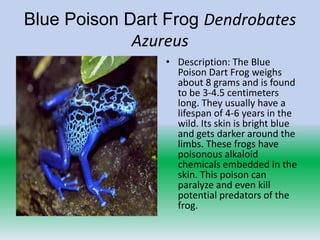 Blue Poison Dart Frog Dendrobates
             Azureus
                 • Description: The Blue
                   Poison Dart Frog weighs
                   about 8 grams and is found
                   to be 3-4.5 centimeters
                   long. They usually have a
                   lifespan of 4-6 years in the
                   wild. Its skin is bright blue
                   and gets darker around the
                   limbs. These frogs have
                   poisonous alkaloid
                   chemicals embedded in the
                   skin. This poison can
                   paralyze and even kill
                   potential predators of the
                   frog.
 