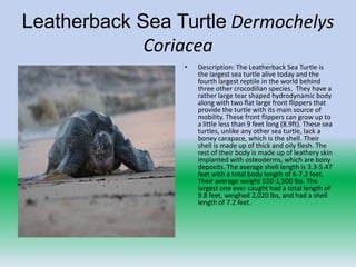 Leatherback Sea Turtle Dermochelys
             Coriacea
                 •   Description: The Leatherback Sea Turtle is
                     the largest sea turtle alive today and the
                     fourth largest reptile in the world behind
                     three other crocodilian species. They have a
                     rather large tear shaped hydrodynamic body
                     along with two flat large front flippers that
                     provide the turtle with its main source of
                     mobility. These front flippers can grow up to
                     a little less than 9 feet long (8.9ft). These sea
                     turtles, unlike any other sea turtle, lack a
                     boney carapace, which is the shell. Their
                     shell is made up of thick and oily flesh. The
                     rest of their body is made up of leathery skin
                     implanted with osteoderms, which are bony
                     deposits. The average shell length is 3.3-5.47
                     feet with a total body length of 6-7.2 feet.
                     Their average weight 550-1,500 lbs. The
                     largest one ever caught had a total length of
                     9.8 feet, weighed 2,020 lbs, and had a shell
                     length of 7.2 feet.
 