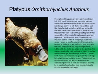 Platypus Ornithorhynchus Anatinus
                 •   Description: Platypuses are covered in dark brown
                     hair. This hair is so dense that it actually traps air
                     which helps keep the animal warm. Its broad flat tail
                     is a storage reserve of fat. It also has webbed feet
                     like that of a duck on its legs which are set beside
                     the body rather than underneath it. While on land
                     these animals walk on their knuckles to protect their
                     webbed feet. The snout of the platypus is a sensory
                     organ that can detect electrical pulses while the
                     mouth is located under it. The platypus uses this
                     sensory organ to shuffle around in the muck at the
                     bottom of a lake or a river to find its prey lurking in
                     the sand. These creatures vary in weight from 1.5-
                     5.3 lbs with the males the larger of the genders. The
                     average length of a male platypus is about 20 inches
                     while the average female length is about 17 inches.
                     Both males and females have spurs on the back legs
                     but only the male contains venom. This venom is not
                     deadly to humans but will put a person in an
                     excruciating amount of pain and will cause them to
                     be in a state of dysfunction for a couple of days to
                     month. Females lay their eggs.
 
