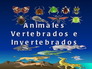 Animales   Vertebrados e Invertebrados 