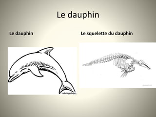Le dauphin
Le dauphin Le squelette du dauphin
 