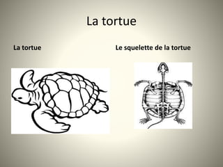 La tortue
La tortue Le squelette de la tortue
 