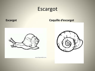 Escargot
Escargot Coquille d’escargot
 