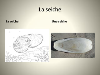 La seiche
La seiche Une seiche
 