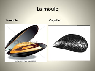 La moule
La moule Coquille
 