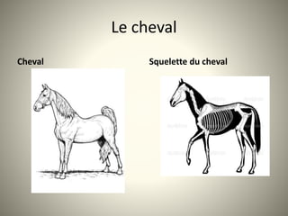 Le cheval
Cheval Squelette du cheval
 