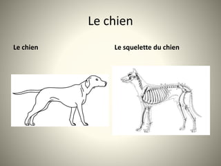 Le chien
Le chien Le squelette du chien
 