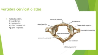 Vertebra Atlas PPTX vertebra-atlas-pptx