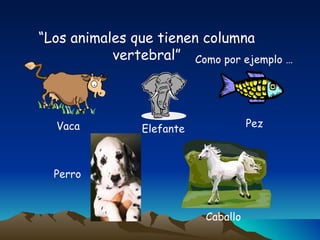Vertebrados | PPT
