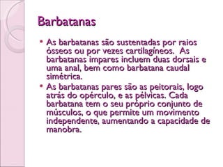 Barbatanas As barbatanas são sustentadas por raios ósseos ou por vezes cartilagíneos.  As barbatanas impares incluem duas dorsais e uma anal, bem como barbatana caudal simétrica.   As barbatanas pares são as peitorais, logo atrás do opérculo, e as pélvicas. Cada barbatana tem o seu próprio conjunto de músculos, o que permite um movimento independente, aumentando a capacidade de manobra.  