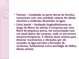 Narinas – localizadas na parte dorsal do focinho, comunicam com uma cavidade coberta de células sensíveis a moléculas dissolvidas na água;  Linha lateral – localizada longitudinalmente ao longo do flanco do animal, é composta por uma fileira de pequenos poros, em comunicação com um canal abaixo das escamas, onde se encontram mecanorreceptores. A eficácia deste sistema para detectar movimentos e vibrações por ele causadas na água permite a formação de cardumes, fundamental como estratégia de defesa destes animais 