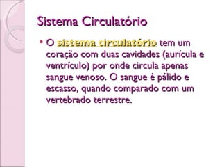Sistema Circulatório O  sistema circulatório  tem um coração com duas cavidades (aurícula e ventrículo) por onde circula apenas sangue venoso. O sangue é pálido e escasso, quando comparado com um vertebrado terrestre.  