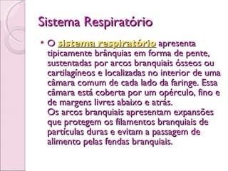 Sistema Respiratório O  sistema respiratório  apresenta tipicamente brânquias em forma de pente, sustentadas por arcos branquiais ósseos ou cartilagíneos e localizadas no interior de uma câmara comum de cada lado da faringe. Essa câmara está coberta por um opérculo, fino e de margens livres abaixo e atrás.   Os arcos branquiais apresentam expansões que protegem os filamentos branquiais de partículas duras e evitam a passagem de alimento pelas fendas branquiais.   
