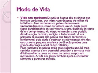 Modo de Vida Vida em cardume Os peixes ósseos são os únicos que formam cardumes, por vezes com dezenas de milhar de indivíduos. Nos cardumes os peixes deslocam-se sincronizadamente, como se fossem um só. Cada peixe segue paralelamente ao seu vizinho, a uma distância de cerce de um comprimento do corpo e mantém a sua posição devido à ação da visão, audição e linha lateral.  A cor prateada da maioria dos peixes que fazem cardumes é fundamental pois ajuda a detectar os movimentos uns dos outros (uma pequena mudança de direção produz uma grande diferença a nível da luz refletida). Num cardume os peixes estão mais seguros pois há mais sentidos atentos a um potencial predador e torna-se mais difícil escolher a presa no meio de tantos corpos em movimento. A vida em grupo também ajuda a encontrar alimento e parceiros sexuais.  