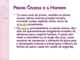 Peixes Ósseos e o Homem Ta como seria de prever, também os peixes ósseos sofrem enorme pressão humana, correndo muitas espécies sérios riscos de  extinção  actualmente.  Os  peixes , principalmente os peixes ósseos, têm sido um aparentemente inesgotável armazém de alimentos para a espécie humana. A pesca tem vindo a intensificar-se ao longo dos anos, numa tentativa de compensar a demanda de peixe para a alimentação humana e animal (para o fabrico de farinha de peixe, usada em rações de engorda).  