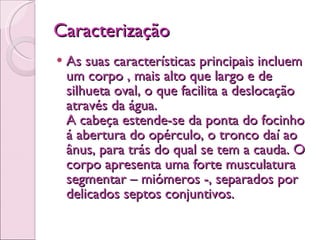 Caracterização As suas características principais incluem um corpo , mais alto que largo e de silhueta oval, o que facilita a deslocação através da água.   A cabeça estende-se da ponta do focinho á abertura do opérculo, o tronco daí ao ânus, para trás do qual se tem a cauda. O corpo apresenta uma forte musculatura segmentar – miómeros -, separados por delicados septos conjuntivos. 