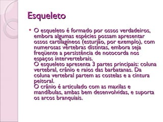 Esqueleto O esqueleto é formado por ossos verdadeiros, embora algumas espécies possam apresentar ossos cartilagíneos (esturjão, por exemplo), com numerosas vértebras distintas, embora seja freqüente a persistência de notocorda nos espaços intervertebrais.   O esqueleto apresenta 3 partes principais: coluna vertebral, crânio e raios das barbatanas. Da coluna vertebral partem as costelas e a cintura peitoral. O crânio é articulado com as maxilas e mandíbulas, ambas bem desenvolvidas, e suporta os arcos branquiais. 