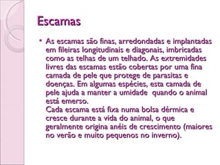 Escamas As escamas são finas, arredondadas e implantadas em fileiras longitudinais e diagonais, imbricadas como as telhas de um telhado. As extremidades livres das escamas estão cobertas por uma fina camada de pele que protege de parasitas e doenças. Em algumas espécies, esta camada de pele ajuda a manter a umidade  quando o animal está emerso.   Cada escama está fixa numa bolsa dérmica e cresce durante a vida do animal, o que geralmente origina anéis de crescimento (maiores no verão e muito pequenos no inverno). 