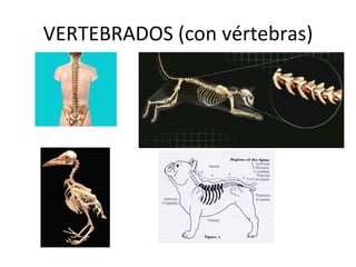 VERTEBRADOS (con vértebras) 