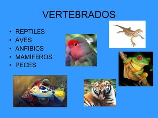 VERTEBRADOS REPTILES AVES ANFIBIOS MAMÍFEROS  PECES 