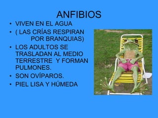 ANFIBIOS VIVEN EN EL AGUA ( LAS CRÍAS RESPIRAN  POR BRANQUIAS) LOS ADULTOS SE TRASLADAN AL MEDIO TERRESTRE  Y FORMAN PULMONES. SON OVÍPAROS. PIEL LISA Y HÚMEDA 