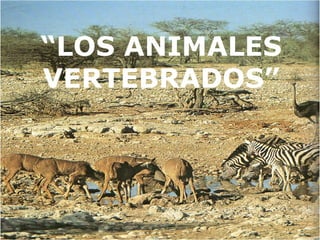 “LOS ANIMALES
VERTEBRADOS”
 