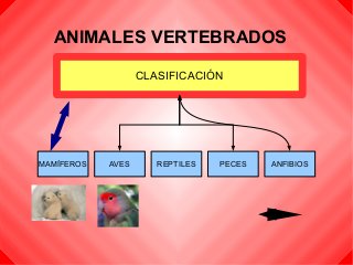 ANIMALES VERTEBRADOS
CLASIFICACIÓN
MAMÍFEROS AVES REPTILES PECES ANFIBIOS
 