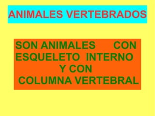 ANIMALES VERTEBRADOS SON ANIMALES  CON ESQUELETO  INTERNO Y CON COLUMNA VERTEBRAL 