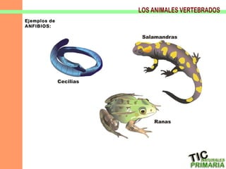 LOS ANIMALES VERTEBRADOS Ejemplos de ANFIBIOS: 