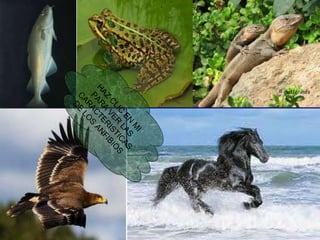 HAZ CLIC EN MI PARA VER LAS CARACTERISTICAS DE LOS ANFIBIOS 