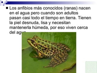 Los anfibios más conocidos (ranas) nacen en el agua pero cuando son adultos pasan casi todo el tiempo en tierra. Tienen la piel desnuda, lisa y necesitan mantenerla húmeda, por eso viven cerca del agua. 
