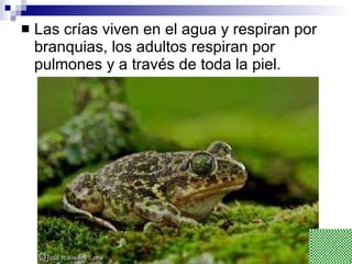 Las crías viven en el agua y respiran por branquias, los adultos respiran por pulmones y a través de toda la piel. 
