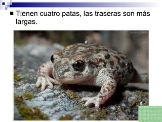 Tienen cuatro patas, las traseras son más largas. 