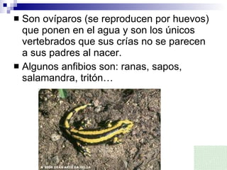 Son ovíparos (se reproducen por huevos) que ponen en el agua y son los únicos vertebrados que sus crías no se parecen a sus padres al nacer. Algunos anfibios son: ranas, sapos, salamandra, tritón… 