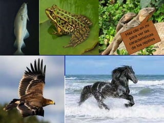 Haz clic en mi para ver las caracteristicas de los reptiles 