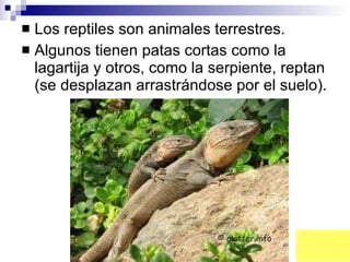 Los reptiles son animales terrestres.  Algunos tienen patas cortas como la lagartija y otros, como la serpiente, reptan (se desplazan arrastrándose por el suelo). 